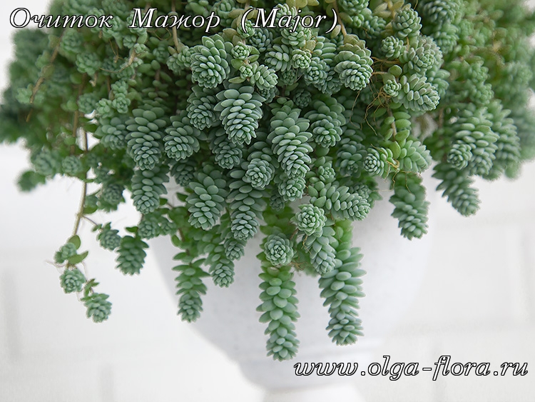 Очиток Мажор (Major) (Sedum Dasyphyllum)  - Страница 2 Oeqd1rzwsnnfd2yiry1yjrzqgedvu32j