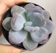 Pachyphytum Oviferum