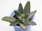 Kalanchoe Tomentosa