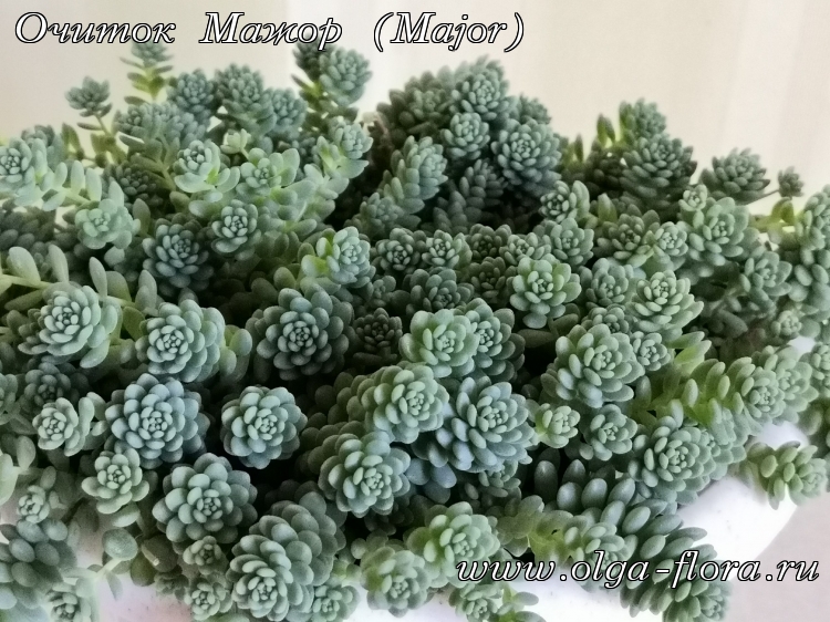 Очиток Мажор (Major) (Sedum Dasyphyllum)  P7cxrr7c61dgusu4e5jkw0wxz3xwxvkn