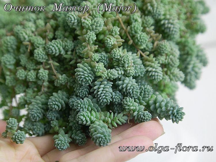 Очиток Мажор (Major) (Sedum Dasyphyllum)  - Страница 2 P9pkol2mw1oqmpdj6qzi8kq18oenfgp6