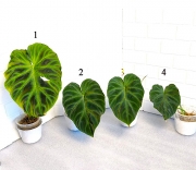 Philodendron Verrucosum Dark Form