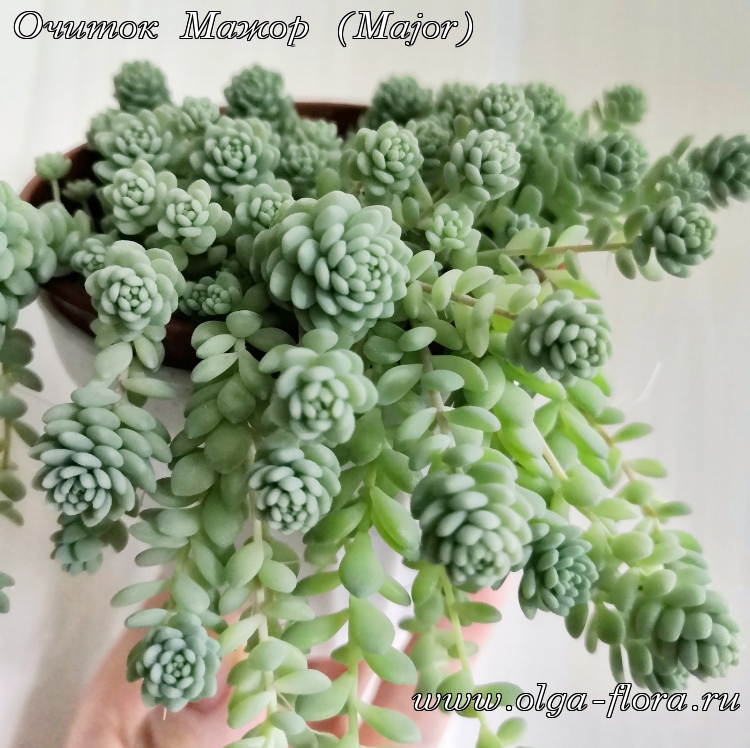 Очиток Мажор (Major) (Sedum Dasyphyllum)  - Страница 2 Pgta4smeydaknmmrg7qydx1dr079uzaj