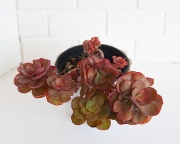 Echeveria Suyon (кустовая форма)