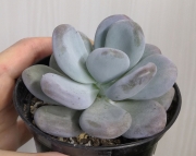 Pachyphytum Oviferum