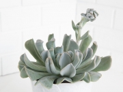 Echeveria Topsy-Turvy