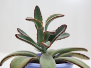 Kalanchoe Tomentosa