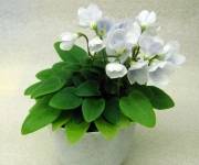 Chantaspring (голубой)