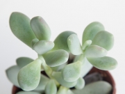 Pachyphytum Glutinicaule