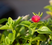 Mesembryanthemum Cordifolium