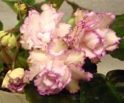 Fredette’s Sweet Jenny