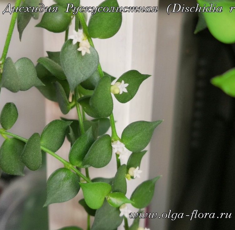 Дисхидия Рускусолистная  (Dischidia ruscifolia) обычная и вариегатная R6l51oxwojahoc61cep0orgsstbg4vdv