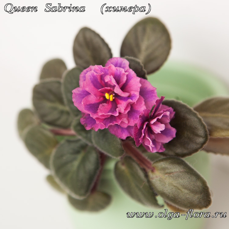Queen Sabrina  - Страница 2 Re1am90o8bdwydu4x6r5rxqtncdccwe4