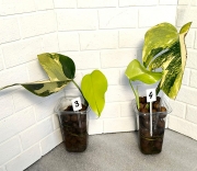 Монстера Желтая Триколор