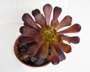 Aeonium Arboreum Black