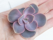 Echeveria Perle von Nurnberg