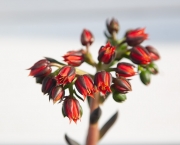 Echeveria affinis Black Knight