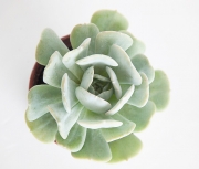 Echeveria Blue Lucita