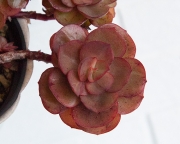 Echeveria Suyon (кустовая форма)