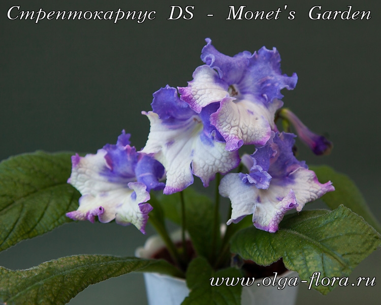 Стрептокарпус DS - Monet's Garden (Диметрис)  Tl86up3rl6cybio7cal8q2fyomgrsgkm