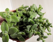 Crassula Lanuginosa