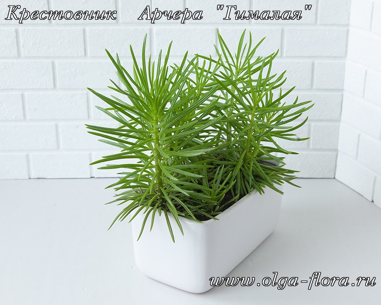 Крестовник Арчера Гималаи (Senecio archeri cv. Himalaya)  - Страница 2 Tncxqidtmp88heil36vo6kvhdbhx8971