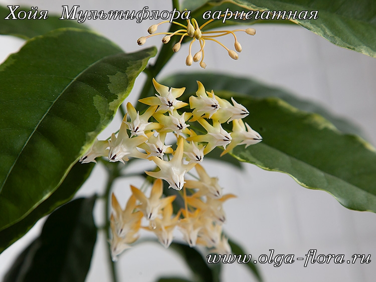 Хойя Мультифлора вариегатная (Hoya Multiflora var.) Tnu2d9c3f8iblw6d7waomz0vmik3o0eh