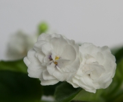 Rob’s Cotton Ball