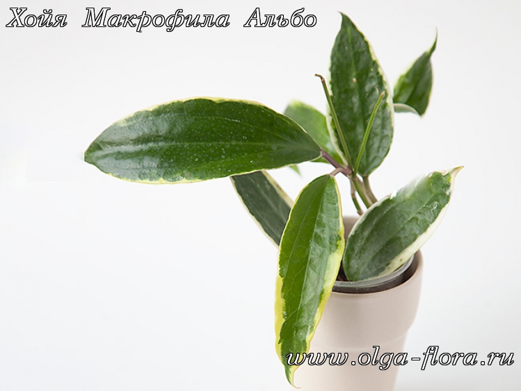 Хойя Макрофила Альбо (Hoya Macrophylla Albo) Tvvuaxl35pzd7pt0an2p0jgiqsqjpu0j