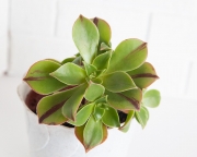 Aeonium Decorum