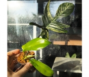 Philodendron Magic Mask var/