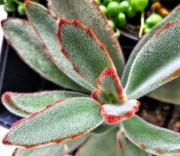 Kalanchoe Tomentosa