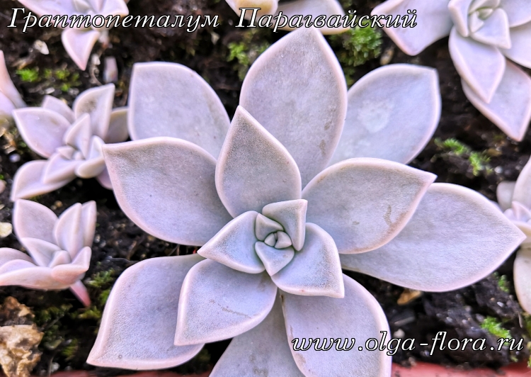 Граптопеталум Парагвайский (Graptopetalum paraguayense) Un876htjd4y9hqc5eoxhc3ie0of28jo3