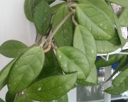 Хойя Карноза ( Hoya Carnosa )