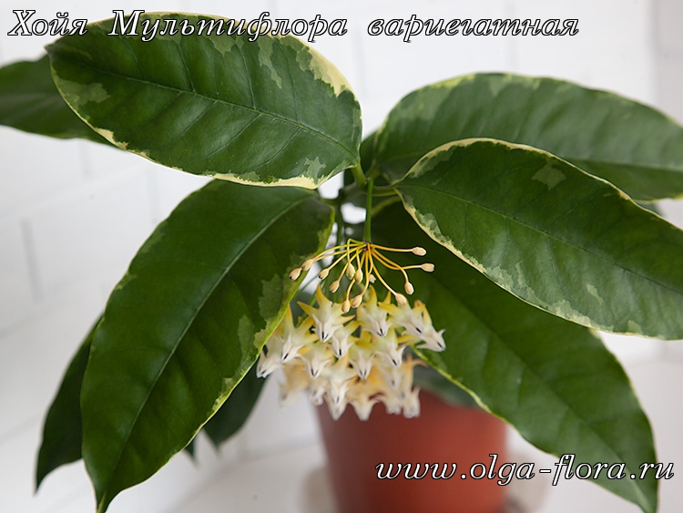 Хойя Мультифлора вариегатная (Hoya Multiflora var.) Us7s4w55bsscnxnxgdfxsnwb5rkhpqdj
