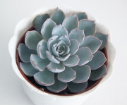 Echeveria Subsessilis