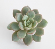 Echeveria hybr.(laui х expatriata)