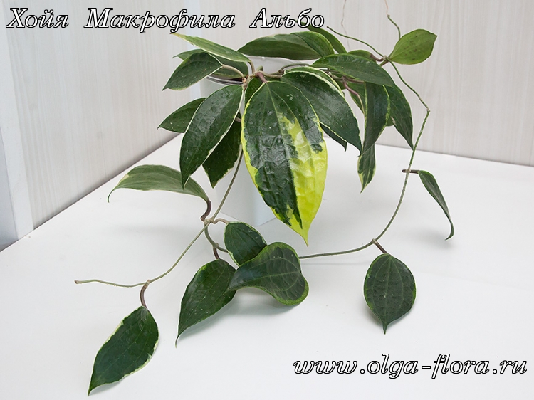 Хойя Макрофила Альбо (Hoya Macrophylla Albo) Vxr71f3rr74w0hqg3ktsflhr97b9tw4p
