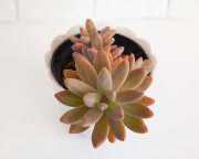 Graptosedum 