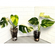 Монстера Желтая Триколор