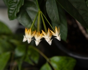 Хойя Мультифлора ( Hoya Multiflora )