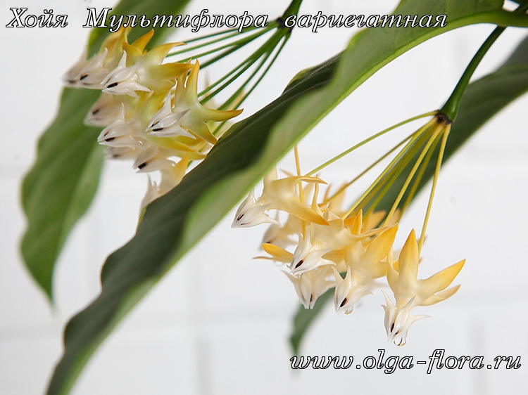 Хойя Мультифлора вариегатная (Hoya Multiflora var.) Woyi8qebo8vgvdduraqxhpok9n0pf6ob