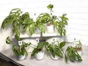 Монстера Адансони Минт вар.