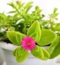 Mesembryanthemum Cordifolium