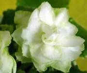 Cool Mint