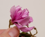 Lunar Lily - pink