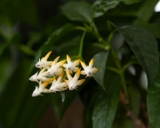 Хойя Мультифлора ( Hoya Multiflora )