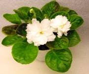Rhapsody in White