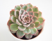 Echeveria Pulidonis