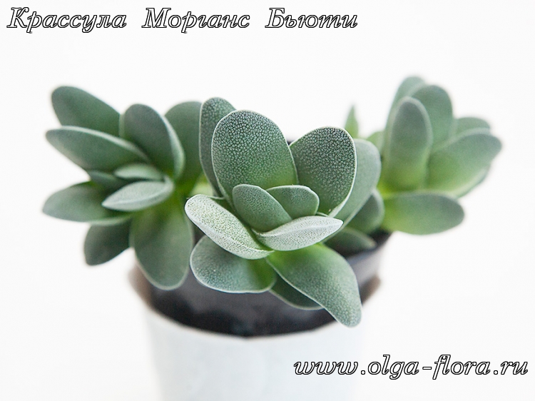 Крассула Морганс Бьюти (Crassula CV.'Morgan's Beauty) Z7cxepg49ewrnucbatdw58onmte00650